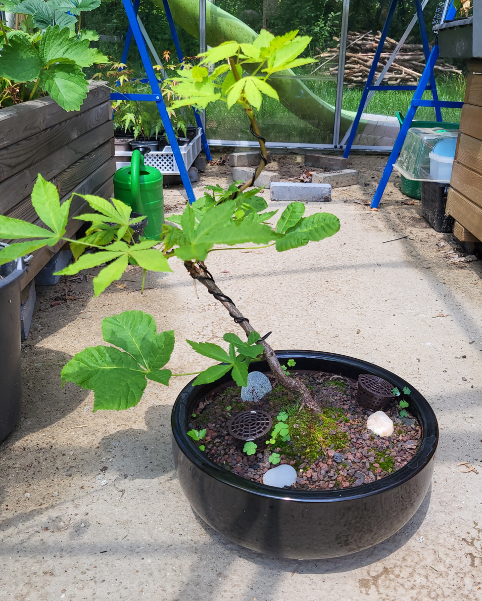 Lire la suite à propos de l’article Le yamadori d’à côté – Mon marronnier