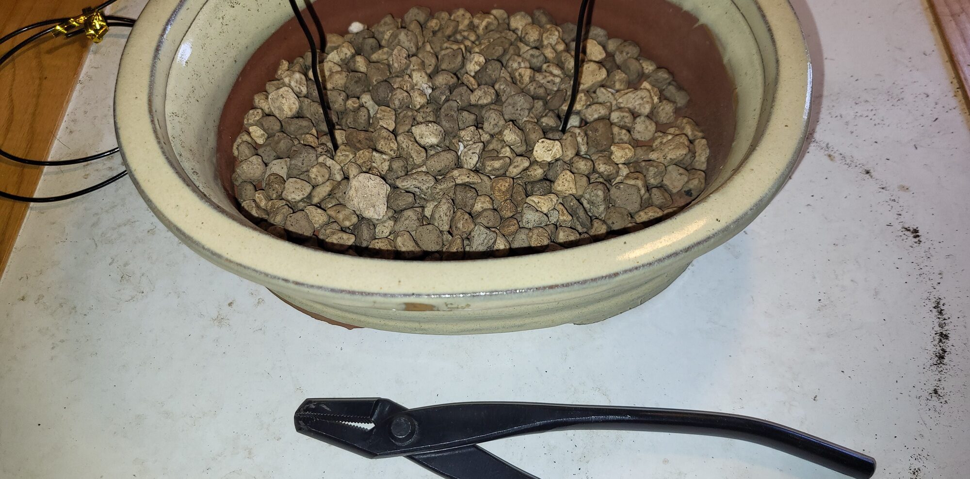 Lire la suite à propos de l’article Mon premier futur bonsaï – rempotage